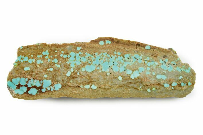 Polished Turquoise Slab - Number Mine, Carlin, NV #245510